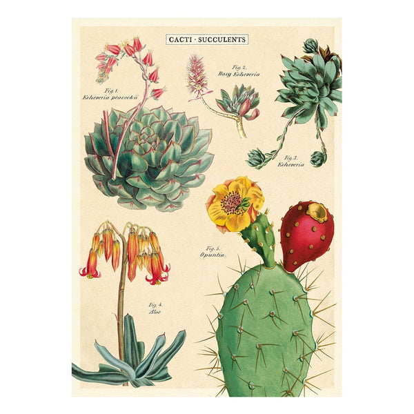 Cavallini Vintage Poster Cacti and Succulent 2