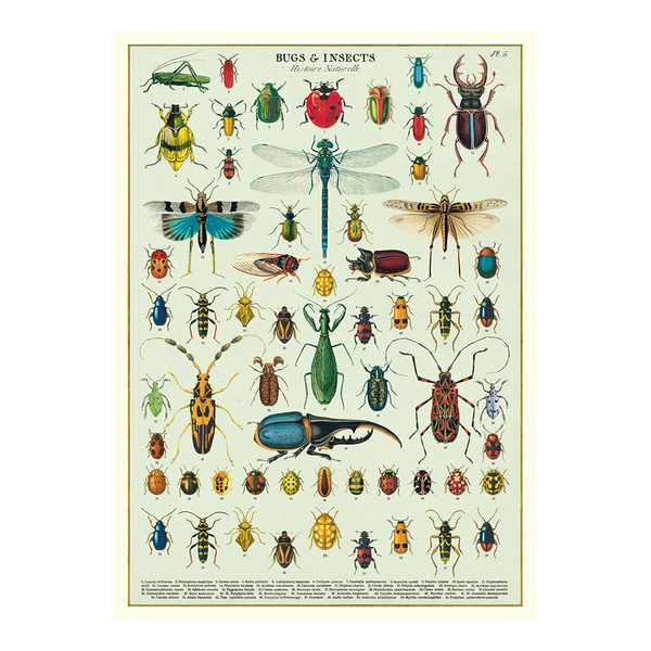 Cavallini Vintage Poster Bugs and Insects