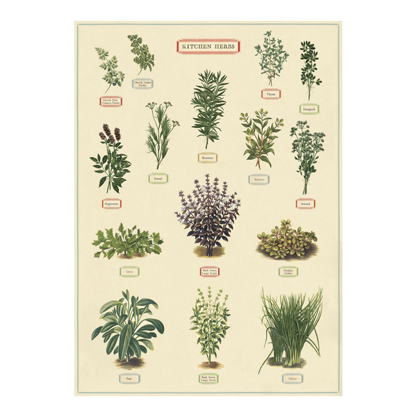 Cavallini Vintage Poster Herbs