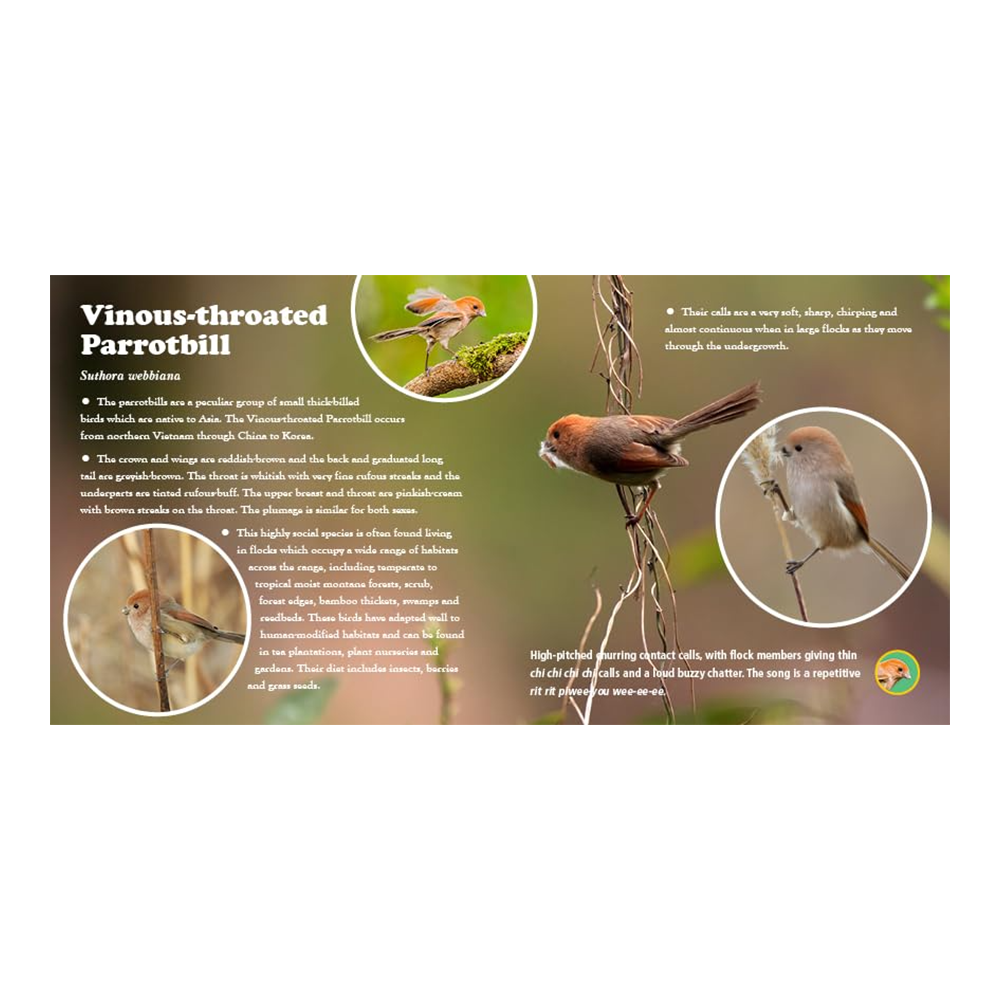 A First Book of Beautiful Bird Songs