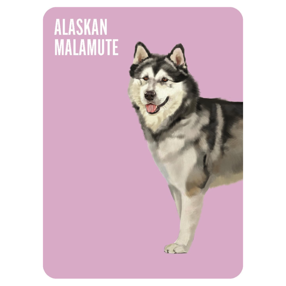 Alaskan Malamute on a pink background with 'Alaskan Malamute' text.