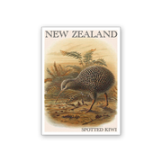 Art Magnet Bullers Kiwi