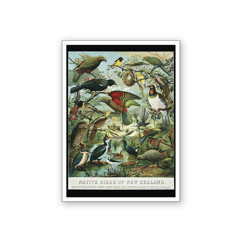 Art Magnet Bullers NZ Bird Chart