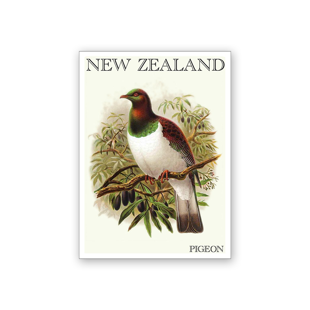 Art Magnet Bullers Wood Pigeon/ Kererū
