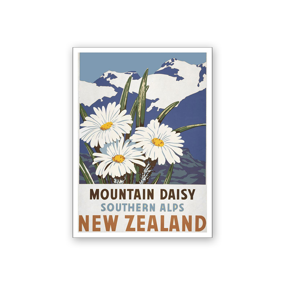 Art Magnet Mountain Daisy Southern Alps