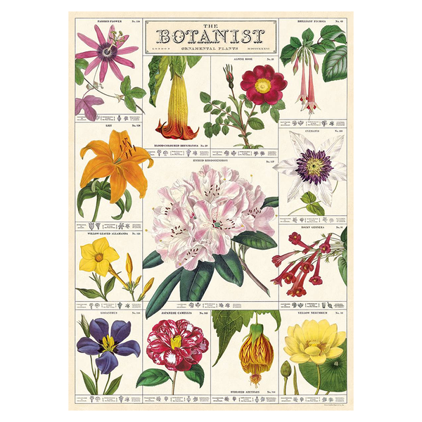 Cavallini Vintage Poster Botanist