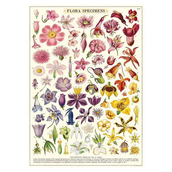 Cavallini Vintage Poster Flora Specimens