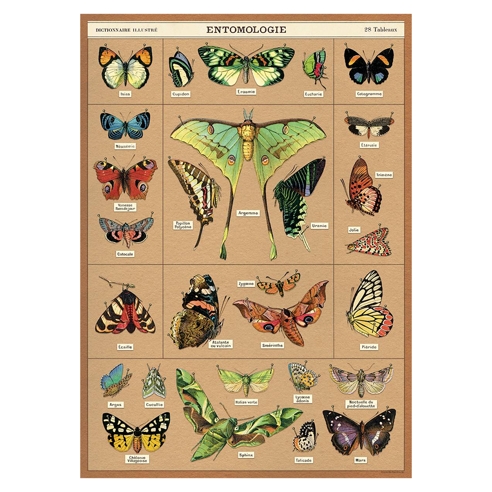 Cavallini Vintage Poster Butterfly Chart 2