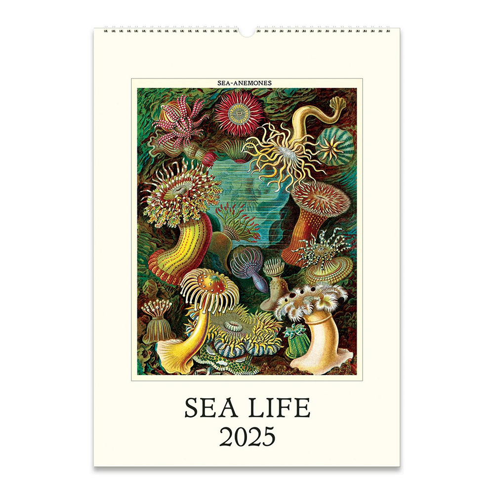 Cavallini 2025 Wall Calendar Sea Life