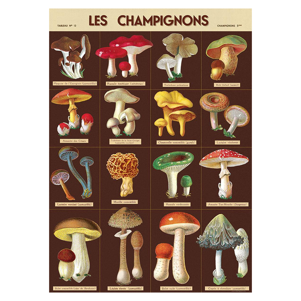 Cavallini Vintage Poster Mushrooms 3