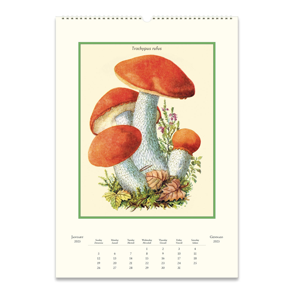 Cavallini 2025 Wall Calendar Mushrooms