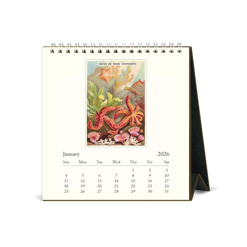 Cavallini 2026 Desk Calendar Sea Life