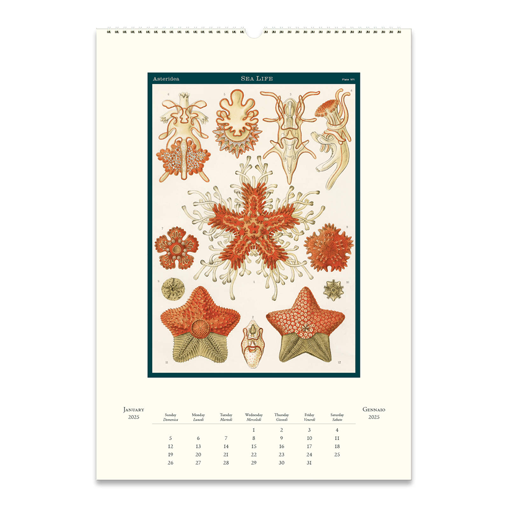 Cavallini 2025 Wall Calendar Sea Life