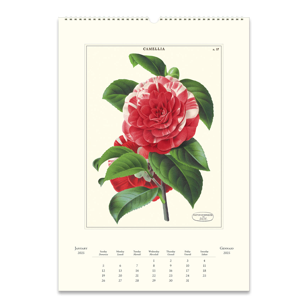 Cavallini 2025 Wall Calendar Botanica