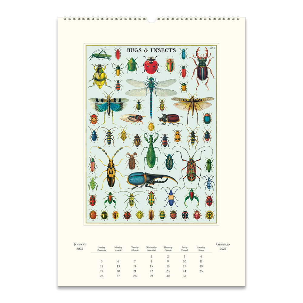 Cavallini 2025 Wall Calendar Bugs and Insects