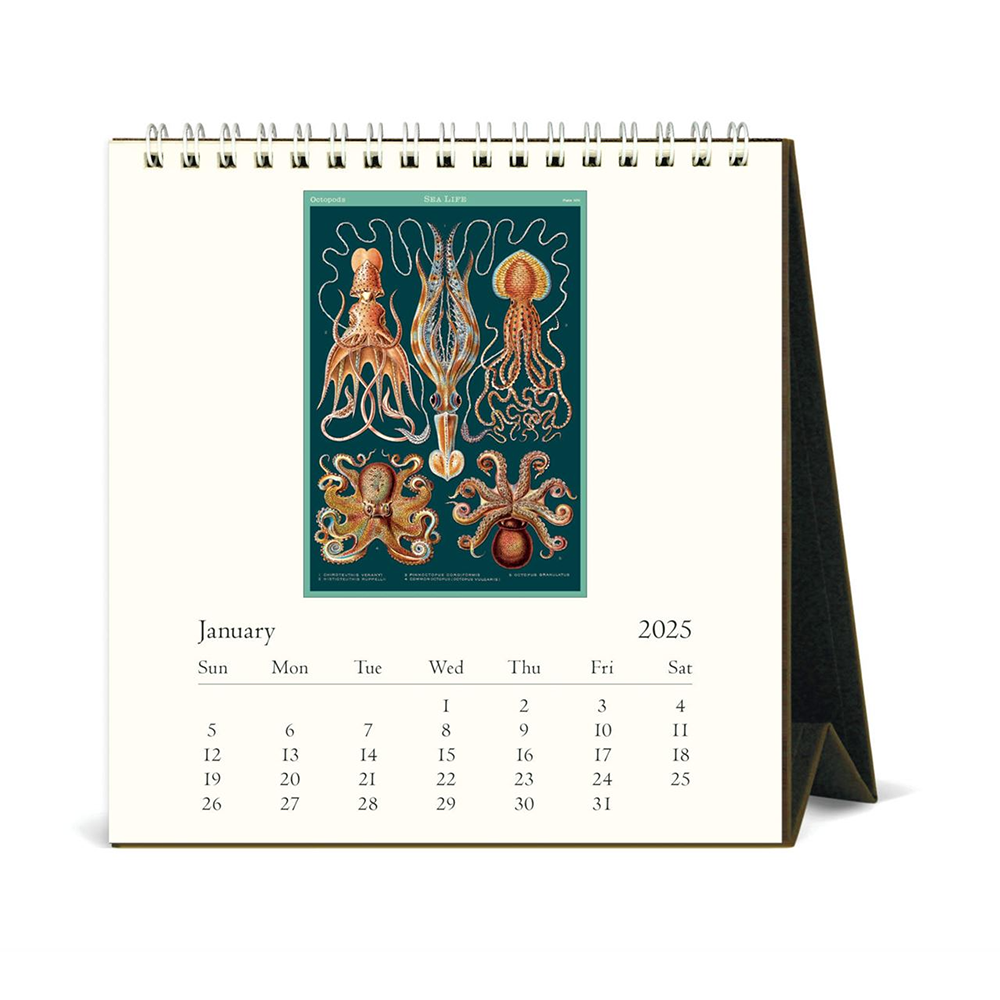 Cavallini 2025 Desk Calendar Sea Life