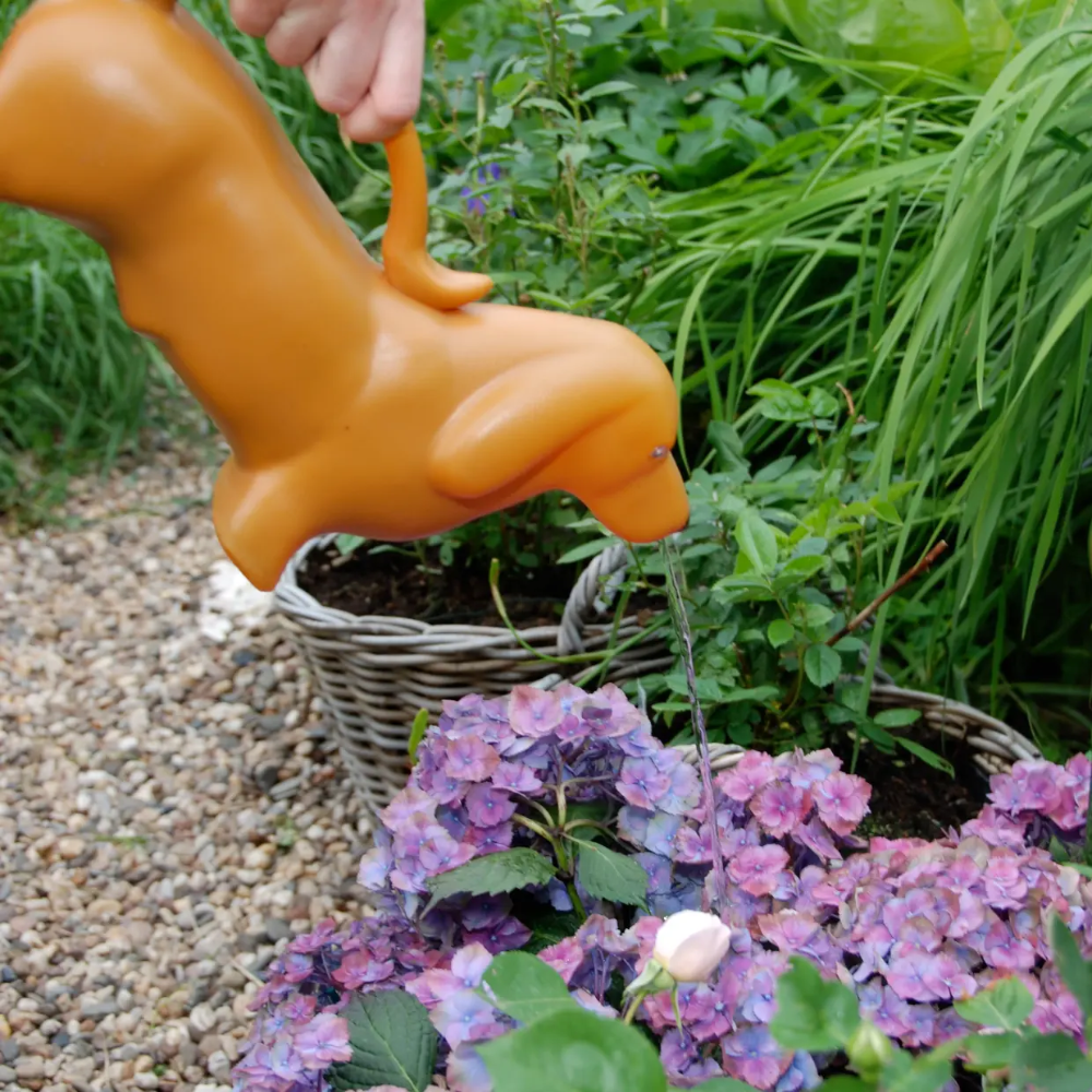 Watering Can Dachshund
