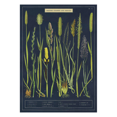 Cavallini Vintage Poster Grasses and Sedges