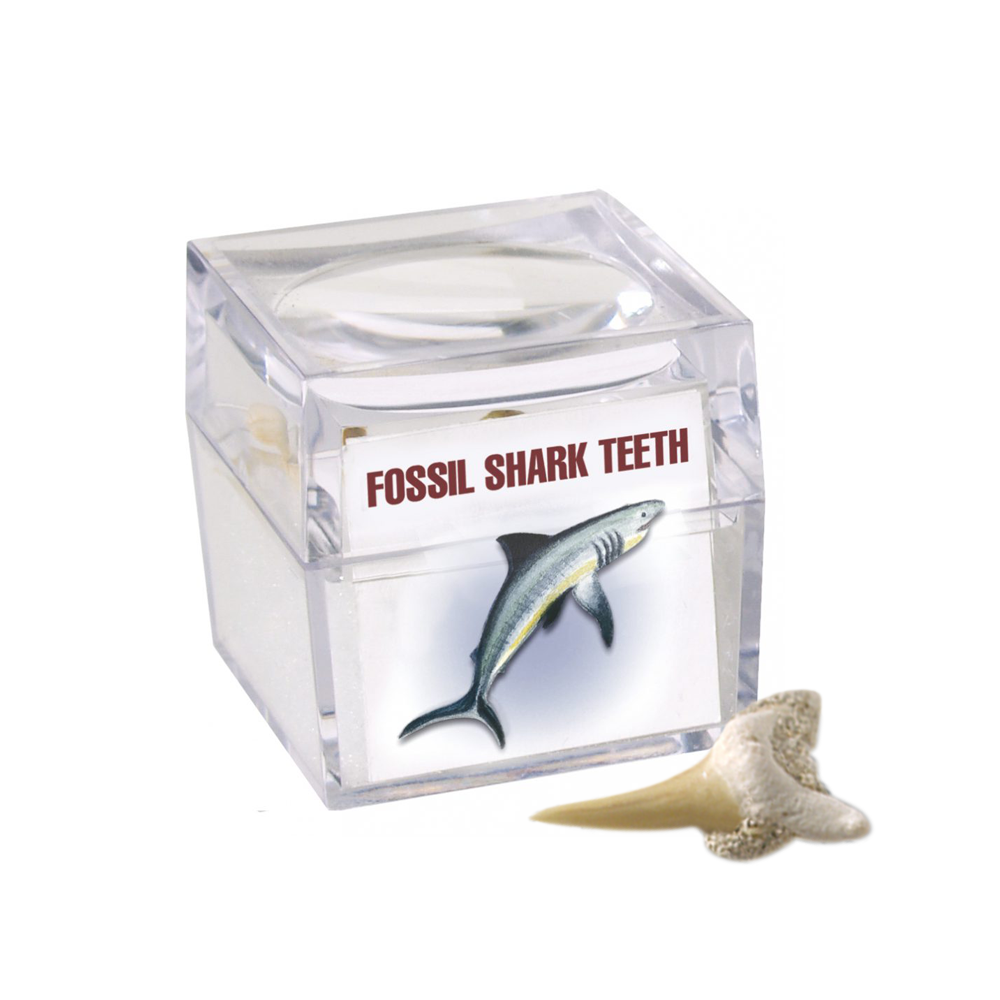 Magnified Fossil Box Assorted