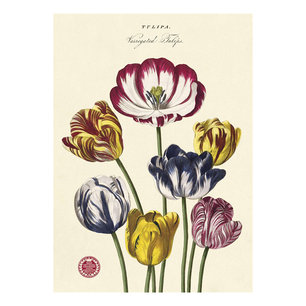 Cavallini Vintage Poster Tulip 2