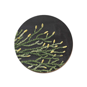 Rimu Red Pine Coaster