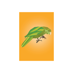 Iko Iko Geo Bird Card Kākāpō