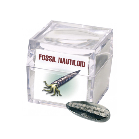 Magnified Fossil Box Assorted