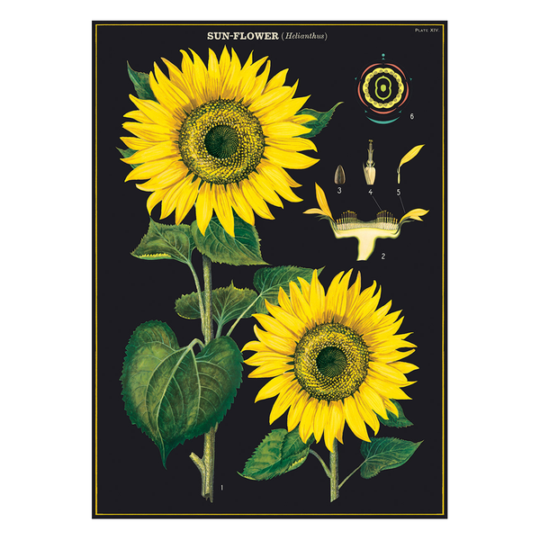 Cavallini Vintage Poster Sunflower