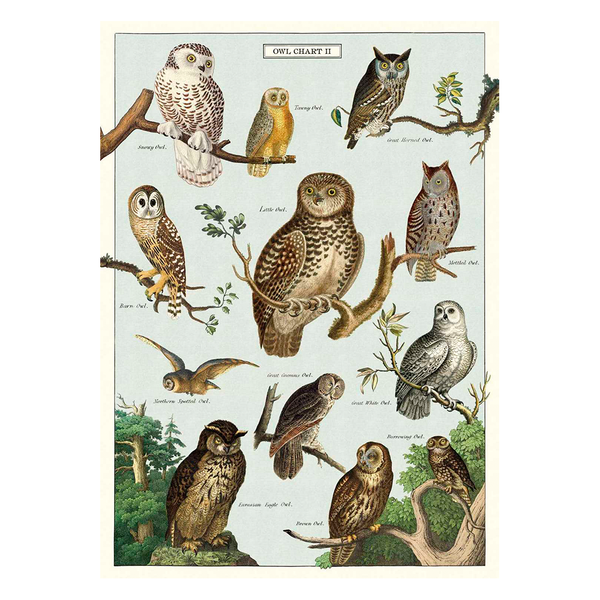 Cavallini Vintage Poster Owl Chart