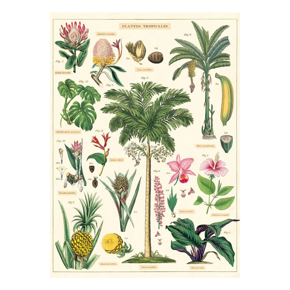 Cavallini Vintage Poster Tropical Plants