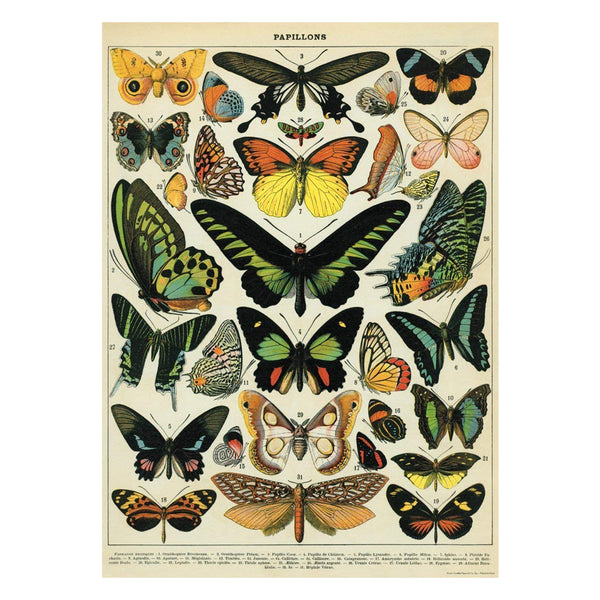 Cavallini Vintage Poster Butterfly Chart 1