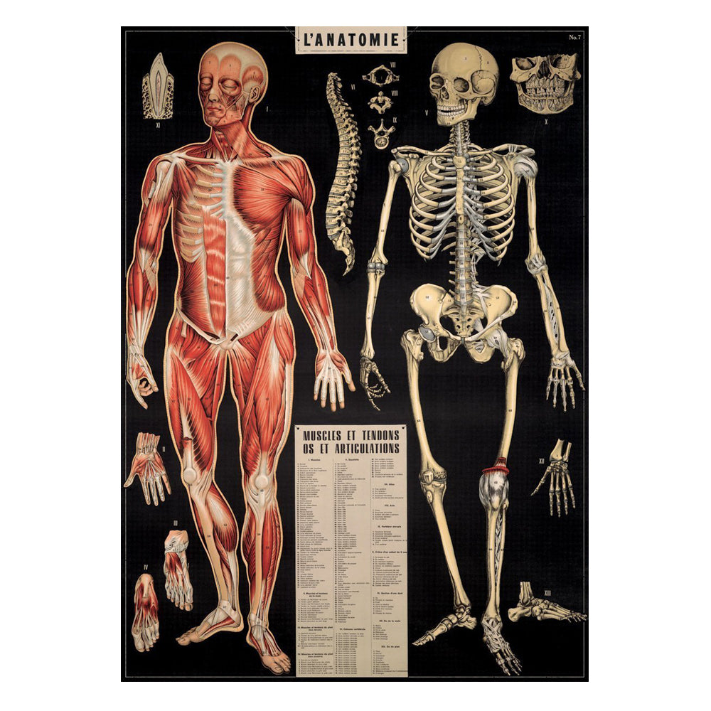 Cavallini Vintage Poster L'Anatomie