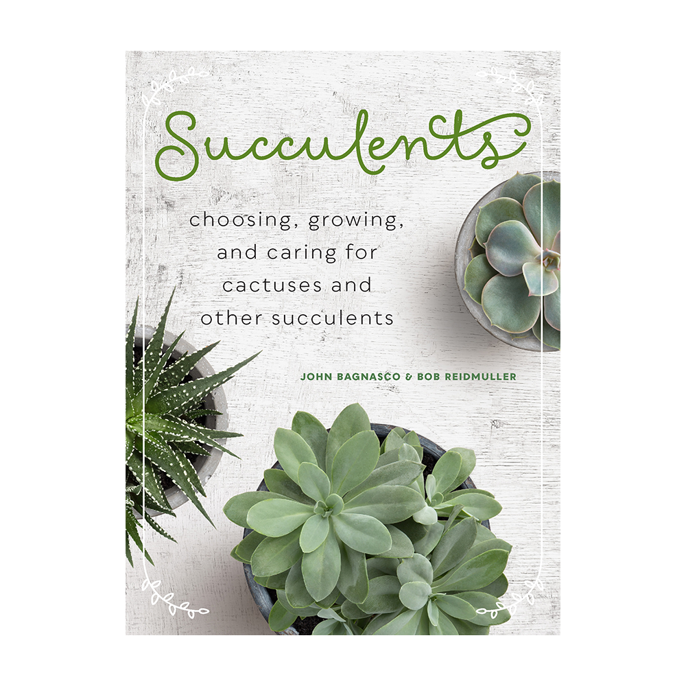 Succulents Choosing Growing and Caring for Cactuses and other Succulents