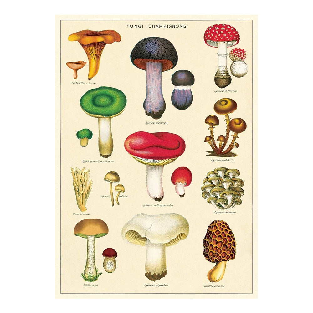 Cavallini Vintage Poster Mushrooms 2