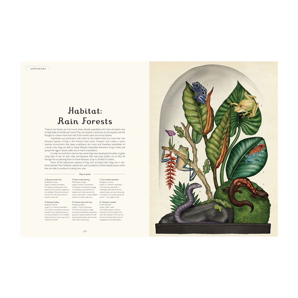 Welcome to the Museum Animalium