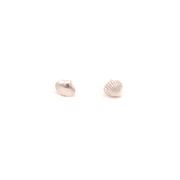Geo Studs Shell Abel Tasman