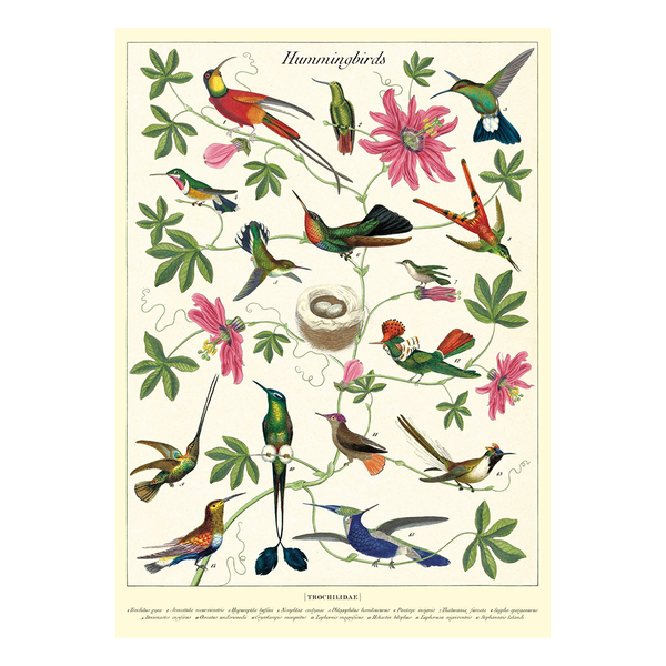 Cavallini Vintage Poster Hummingbird