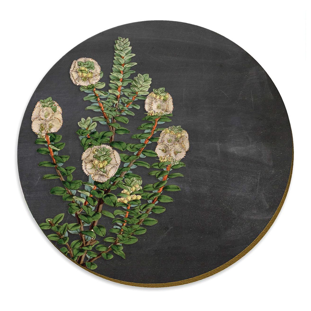Climbing White Rata Akatea Placemat