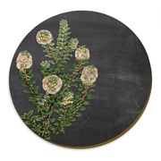 Climbing White Rata Akatea Placemat