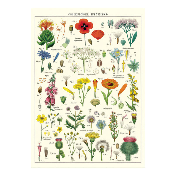 Cavallini Vintage Poster Wildflowers