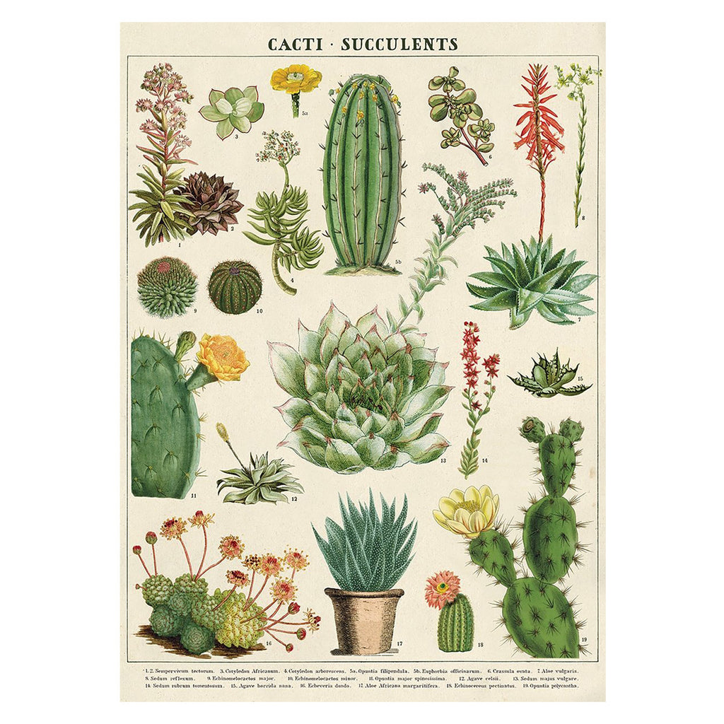 Cavallini Vintage Poster Cacti and Succulents