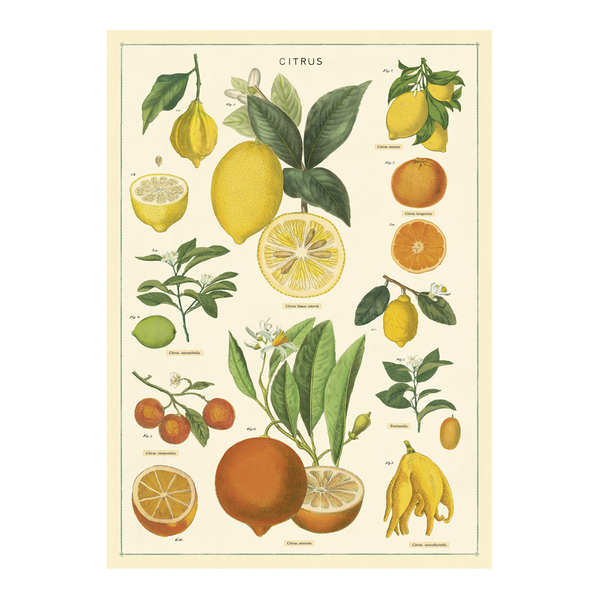 Cavallini Vintage Poster Citrus