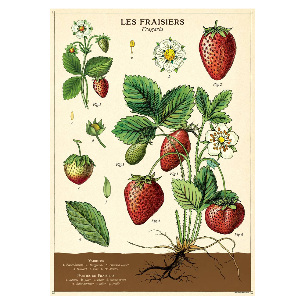 Cavallini Vintage Poster Strawberry