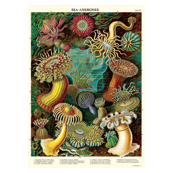 Cavallini Vintage Poster Sea Anemones