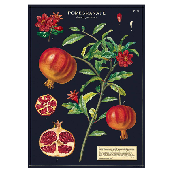 Cavallini Vintage Poster Pomegranate