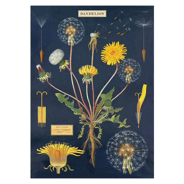 Cavallini Vintage Poster Dandelion Chart