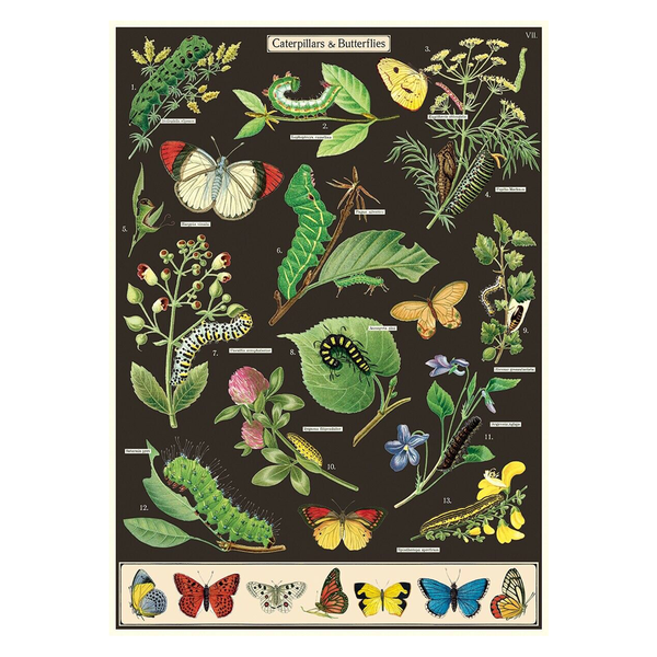 Cavallini Vintage Poster Caterpillars and Butterflies