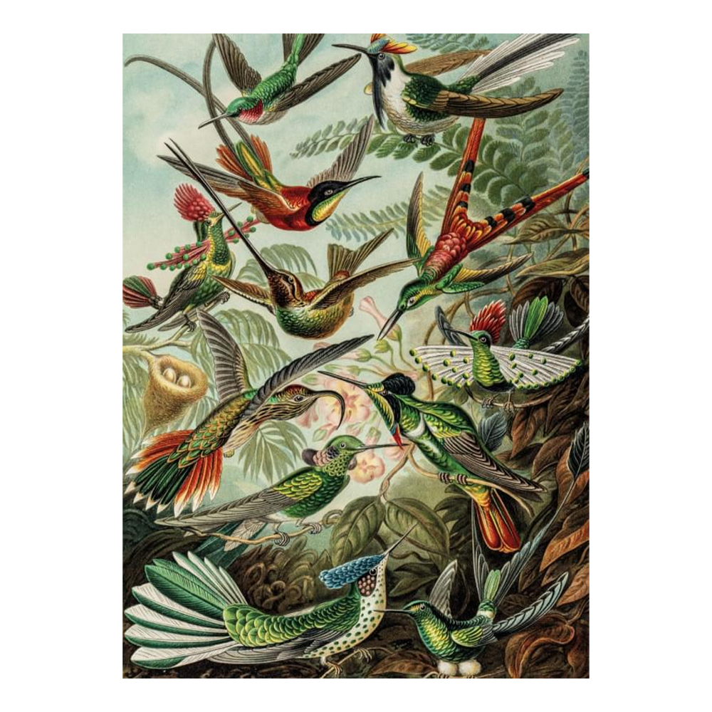 Bekking & Blitz 1000 Piece Puzzle Art of Nature Ernst Haeckel