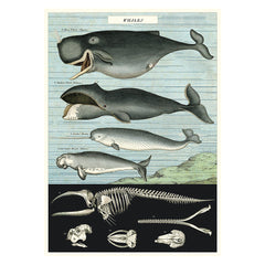 Cavallini Vintage Poster Whale Chart